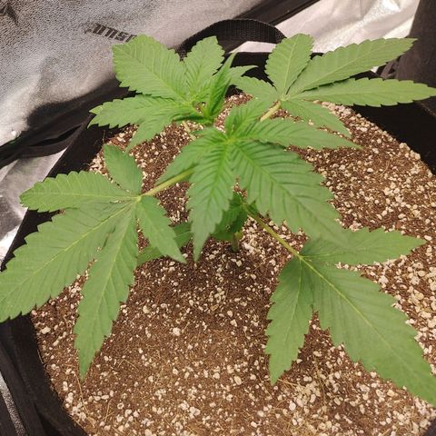 Zkittlez M growlog timeline photo