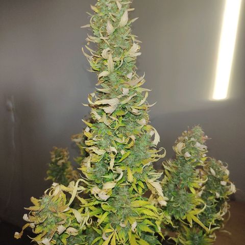 Gorilla Glue Auto growlog timeline photo