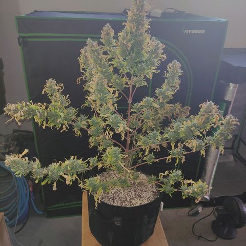 Gorilla Glue Auto growlog timeline photo