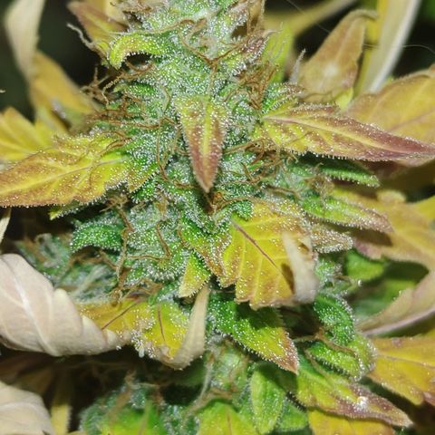 Gorilla Glue Auto growlog timeline photo