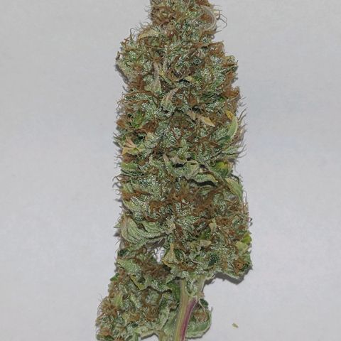 Gorilla Glue Auto growlog timeline photo