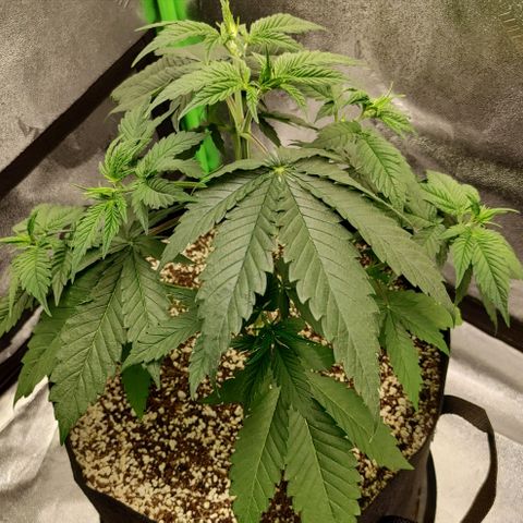 Zkittlez M growlog timeline photo