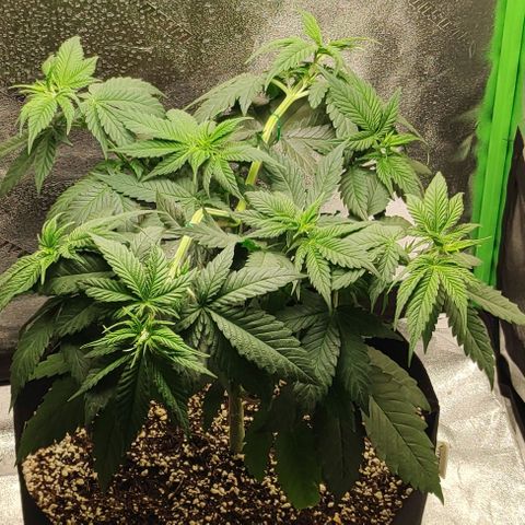 Zkittlez M growlog timeline photo