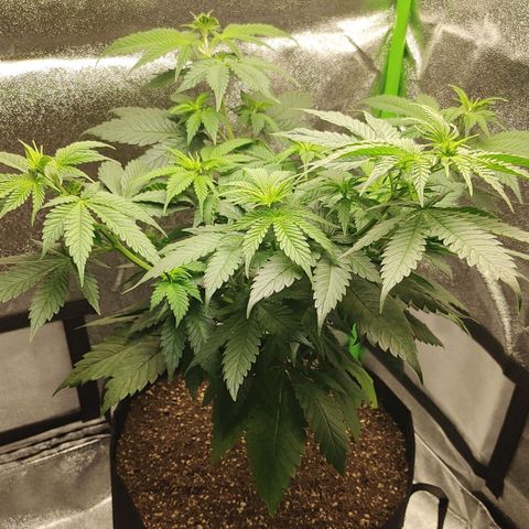 Zkittlez M growlog timeline photo