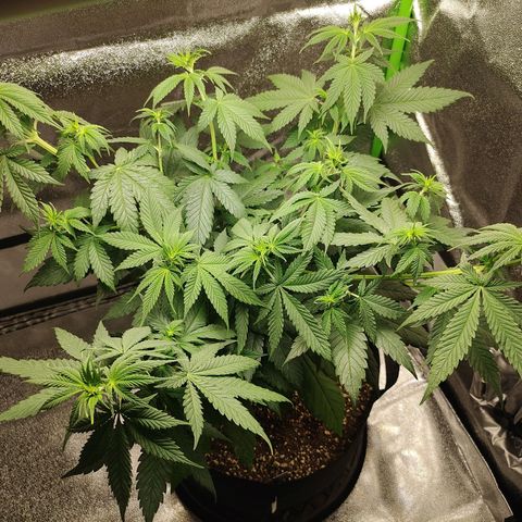Zkittlez M growlog timeline photo