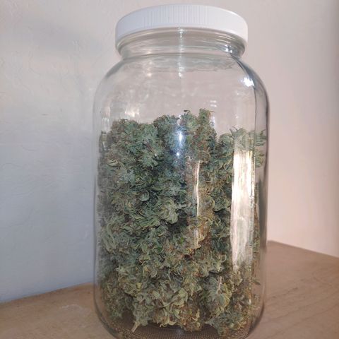 Gorilla Glue Auto growlog timeline photo