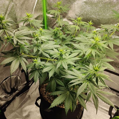 Zkittlez M growlog timeline photo