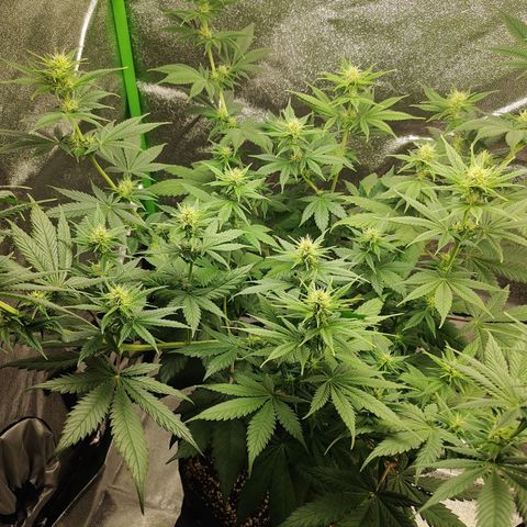 Zkittlez M growlog timeline photo