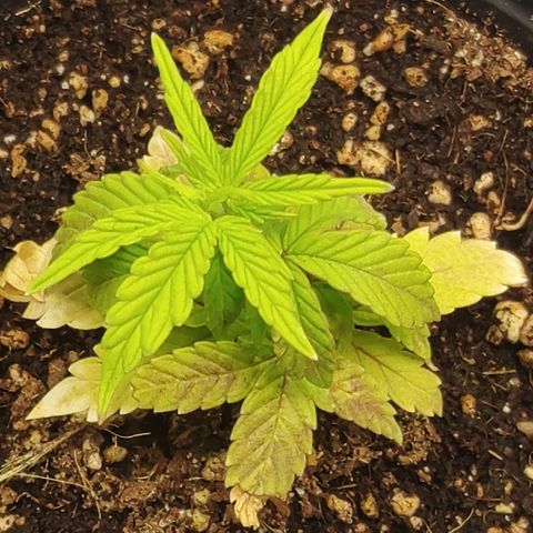 Zkittlez C2 H P2 growlog timeline photo