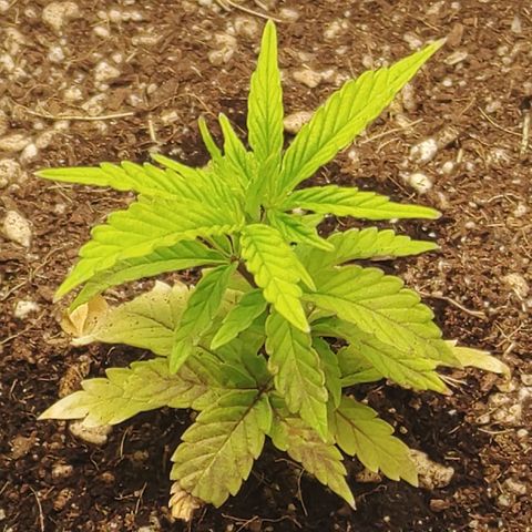 Zkittlez C2 H P2 growlog timeline photo