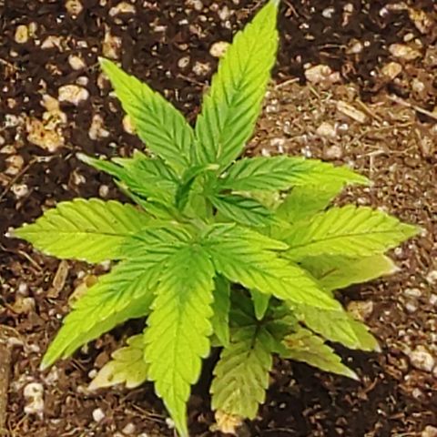 Zkittlez C2 H P2 growlog timeline photo