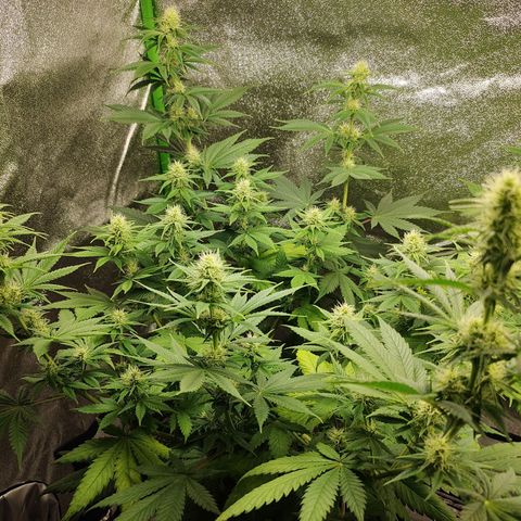 Zkittlez M growlog timeline photo