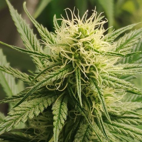 Zkittlez M growlog timeline photo