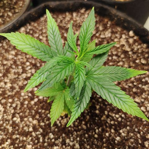 Zkittlez C2 H P2 growlog timeline photo