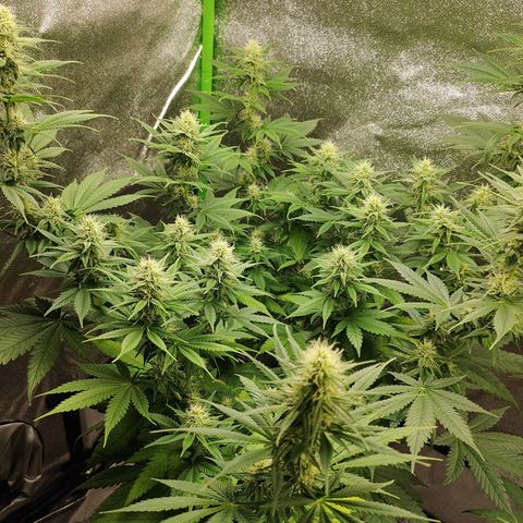 Zkittlez M growlog timeline photo