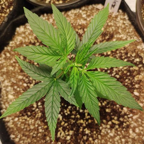 Zkittlez C2 H P2 growlog timeline photo
