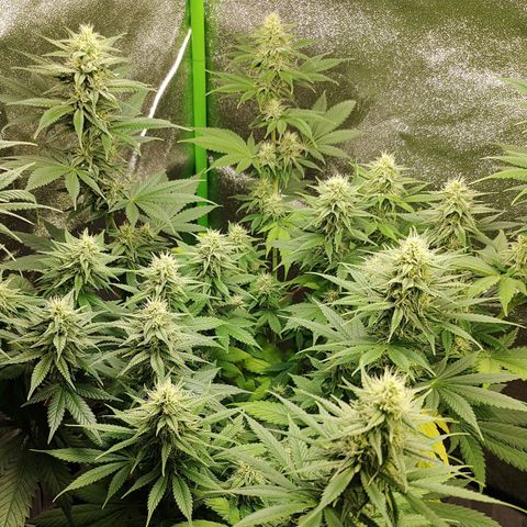 Zkittlez M growlog timeline photo