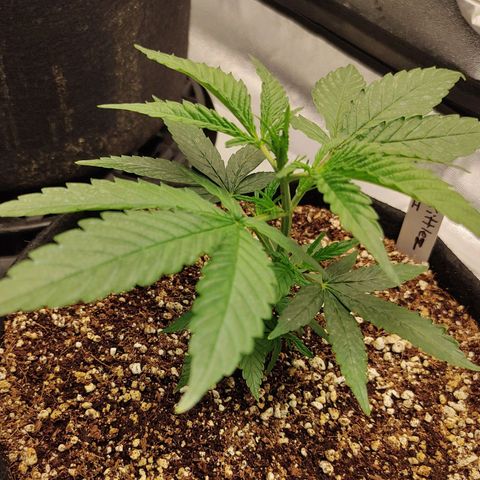 Zkittlez C2 H P2 growlog timeline photo