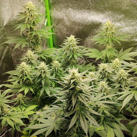 Zkittlez M growlog timeline photo