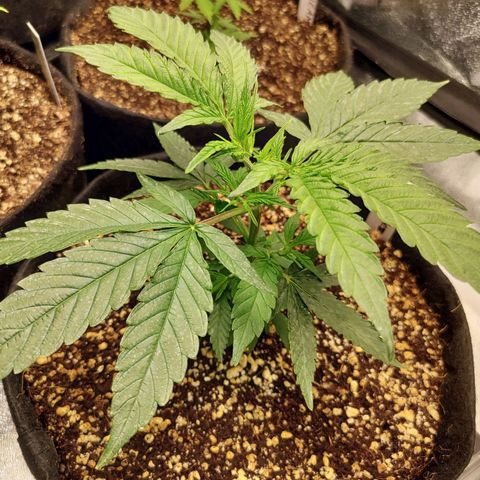 Zkittlez C2 H P2 growlog timeline photo