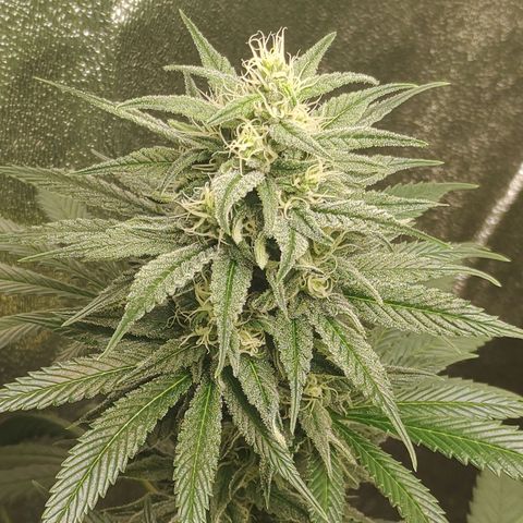 Zkittlez M growlog timeline photo