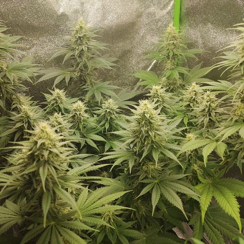 Zkittlez M growlog timeline photo