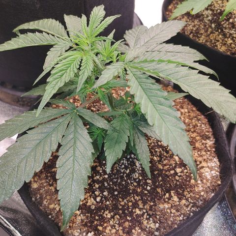 Zkittlez C2 H P2 growlog timeline photo
