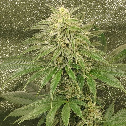 Zkittlez M growlog timeline photo