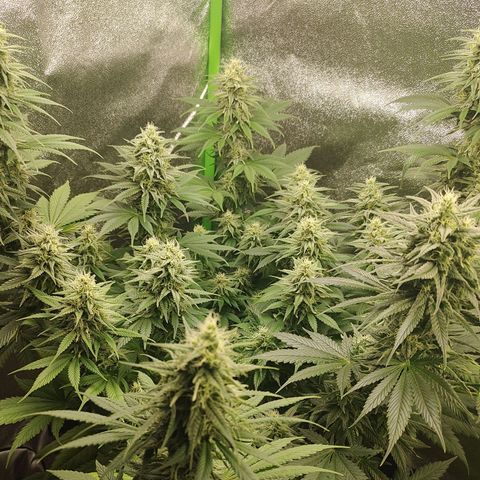 Zkittlez M growlog timeline photo