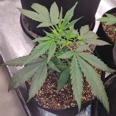Zkittlez C2 H P2 growlog timeline photo