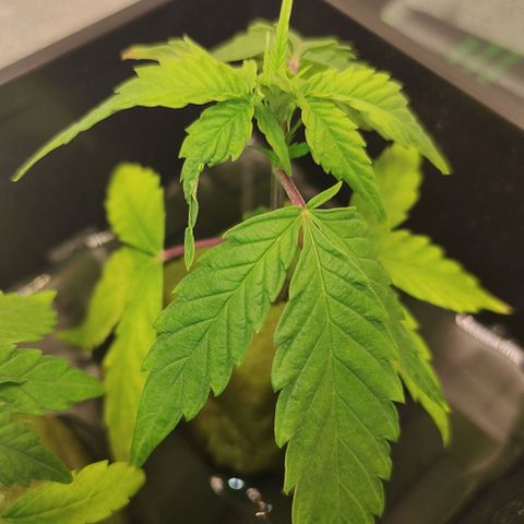 Zkittlez #5 M growlog timeline photo