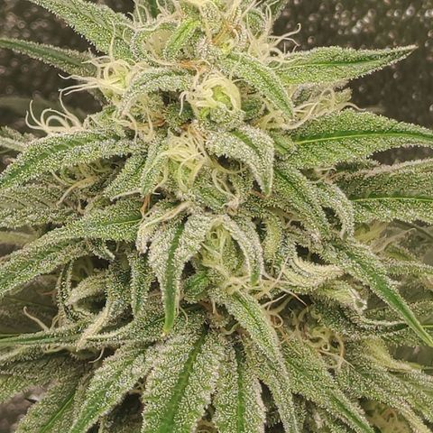 Zkittlez M growlog timeline photo