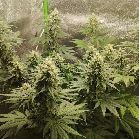 Zkittlez M growlog timeline photo