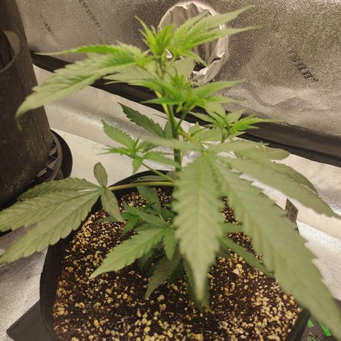 Zkittlez C2 H P2 growlog timeline photo