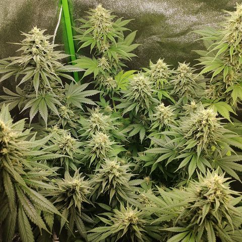 Zkittlez M growlog timeline photo