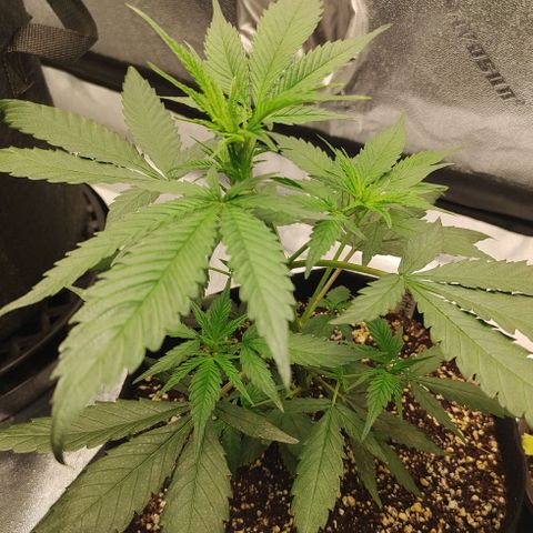 Zkittlez C2 H P2 growlog timeline photo