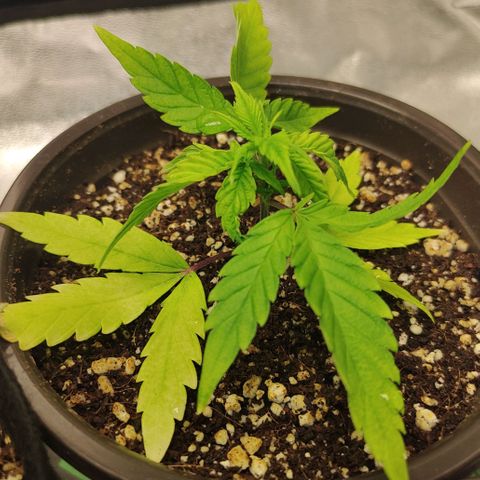 Zkittlez #5 M growlog timeline photo