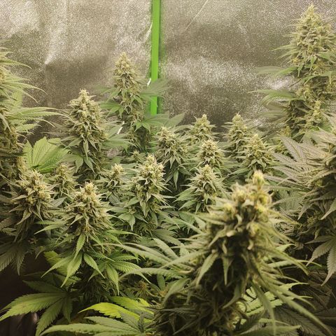 Zkittlez M growlog timeline photo