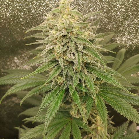 Zkittlez M growlog timeline photo