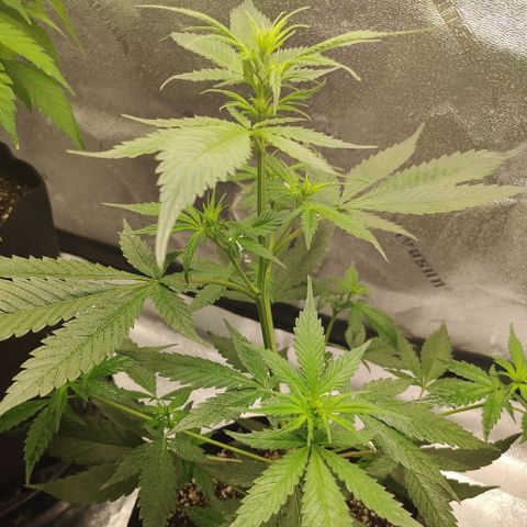 Zkittlez C2 H P2 growlog timeline photo