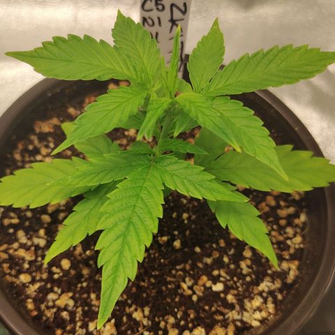 Zkittlez #5 M growlog timeline photo