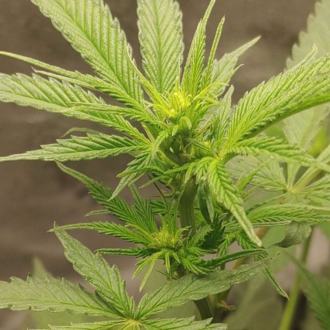 Zkittlez C2 H P2 growlog timeline photo