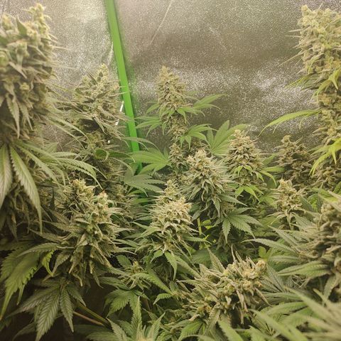 Zkittlez M growlog timeline photo