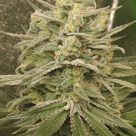 Zkittlez M growlog timeline photo