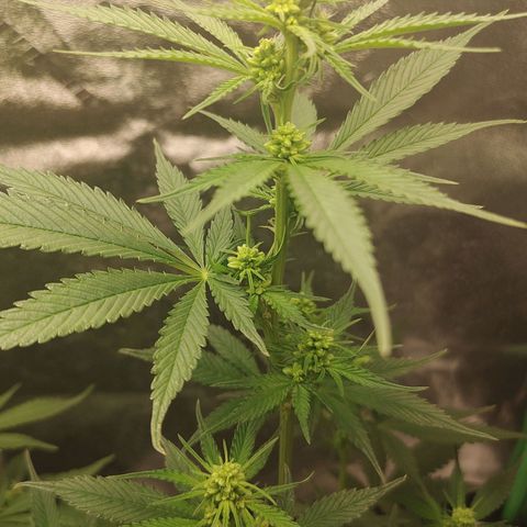 Zkittlez C2 H P2 growlog timeline photo