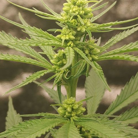 Zkittlez C2 H P2 growlog timeline photo