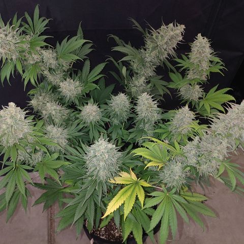 Zkittlez M growlog timeline photo