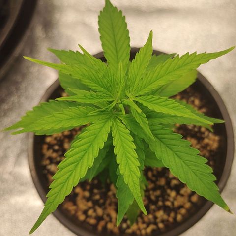 Zkittlez #5 M growlog timeline photo