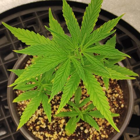 Zkittlez #5 M growlog timeline photo