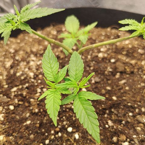 Zkittlez #5 M growlog timeline photo